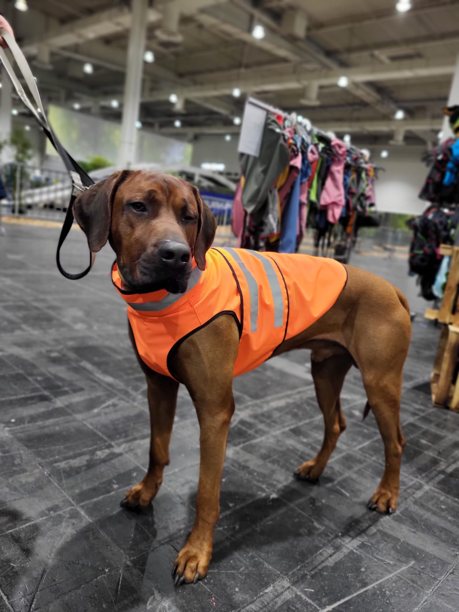 DONGKER Warnweste Hund, Verstellbar Neongelb Sicherheitsweste Hunde mit  Reflektierenden Elementen für mehr Sicherheit im Dunkeln : :  Haustier